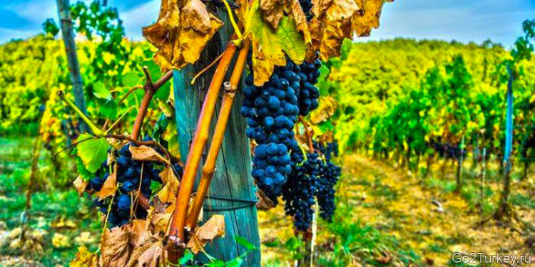 Фестивали сбора винограда в Турции