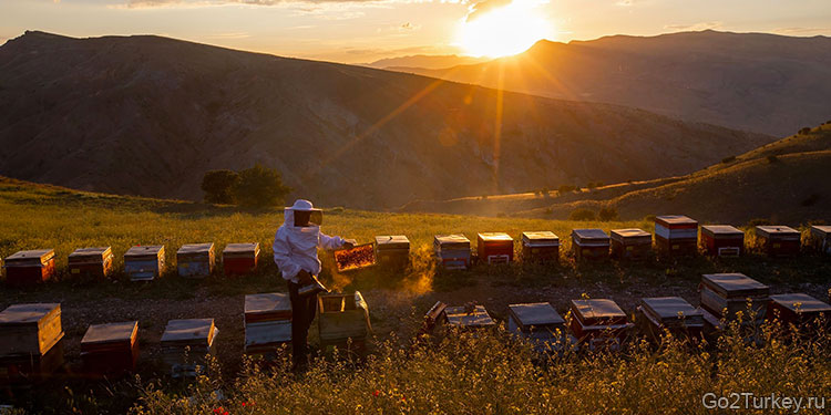  Пчеловод держит соты с медом в Эрзинджане - Турция