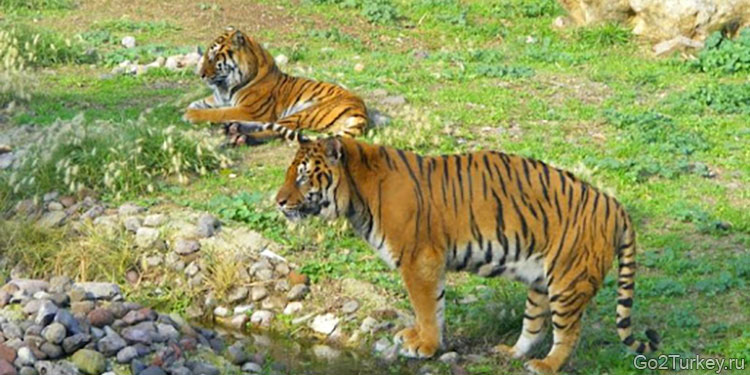 Зоопарк Измира (Izmir Wild Life Park) — самый крупный зоопаркв Турции