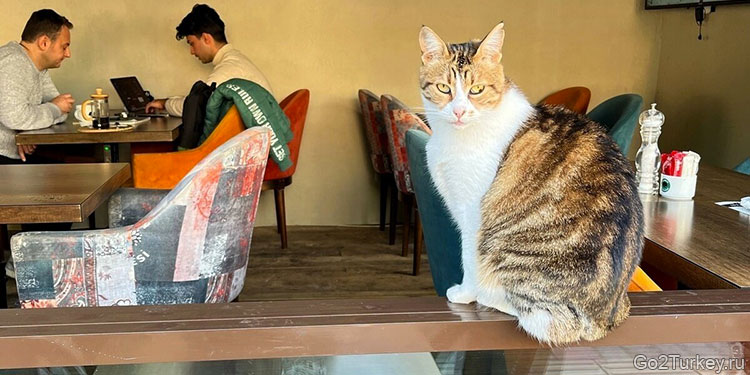 Турецкие кофейни - тоже с котиками