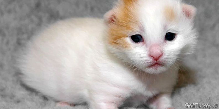 Котёнок турецкого вана. У новорожденных детенышей коричневые глаза. Цвет начинает меняться только на 25-ый день