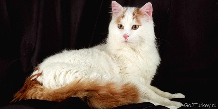 Ванская кошка