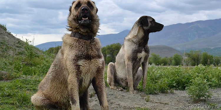 В роли пастушьей собаки-сторожа анатолийскому карабашу нет равных
