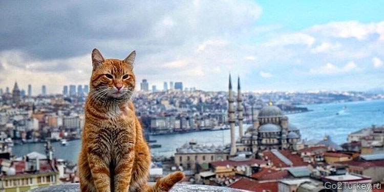 Кот в Стамбуле