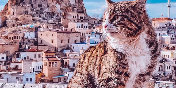Кот в Каппадокии